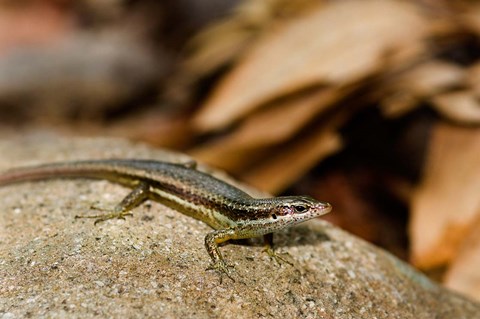 Framed Skink Lizard on Fregate Island, Seychelles, Africa Print