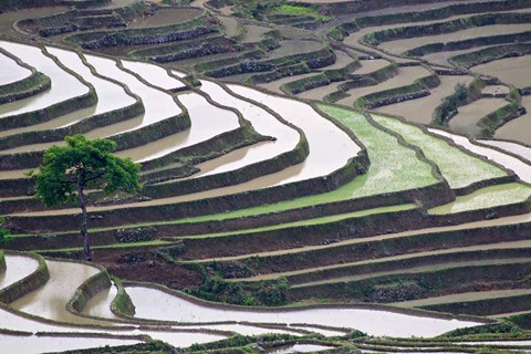 Framed Rice terraces, Yuanyang, Yunnan Province, China. Print