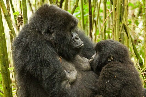 Framed Rwanda, VP, Baby Mountain Gorilla Breast Feeding Print