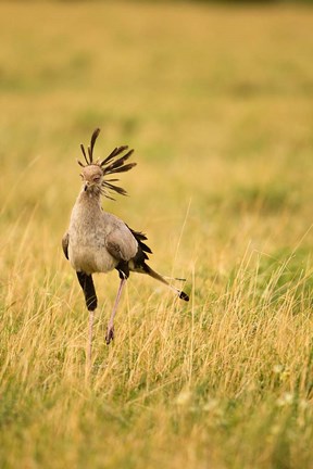 Framed Secretary Bird hunting for food, Lower Mara, Masai Mara Game Reserve, Kenya Print