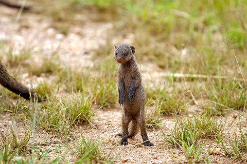 Framed Serengeti, Tanzania, Banded mongoose baby Print