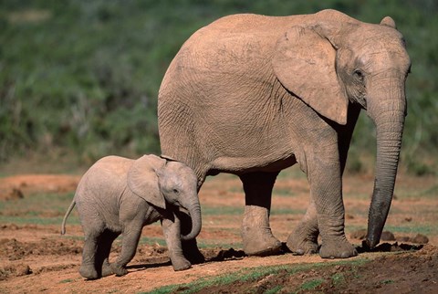 Framed South Africa, Addo Elephant NP, Baby Elephant Print