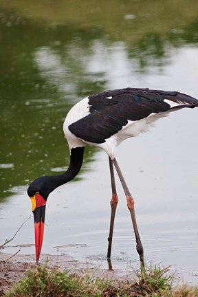 Framed Saddle-billed Stork, Maasai Mara Wildlife Reserve, Kenya Print