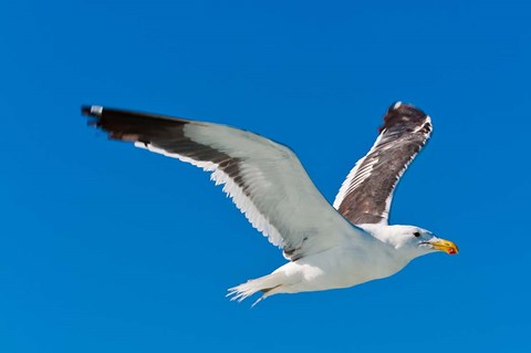 Framed Seagull, Walvis Bay, Erongo Region, Namibia. Print