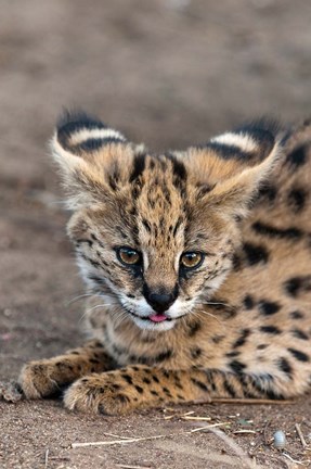 Framed Serval Cat, Kapama Game Reserve, South Africa Print