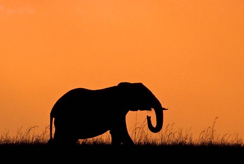 Framed Silhouette of Elephant at sunset, Masai Mara National Reserve, Kenya Print
