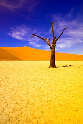Framed Skeleton Trees in Dead Vlei, Namibia Print