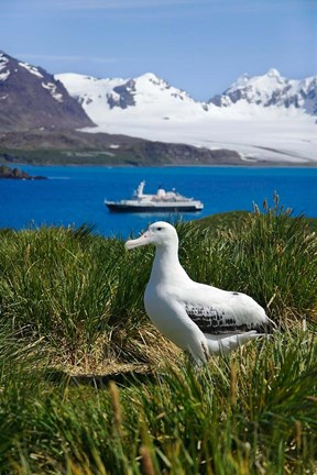 Framed Snowy Wandering Abatross bird, Prion Island, South Georgia Print