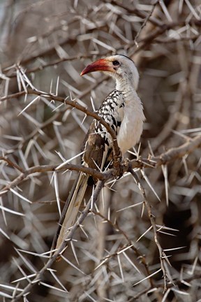 Framed Kenya-billed Hornbill, Samburu Game Reserve, Kenya Print