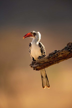 Framed Red-billed Hornbill, Samburu Game Reserve, Kenya Print