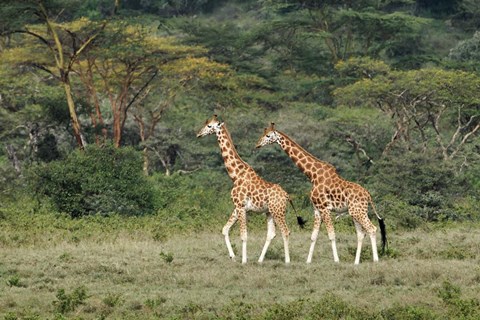 Framed Rothschild&#39;s Giraffe, Lake Nakuru National Park, Kenya Print