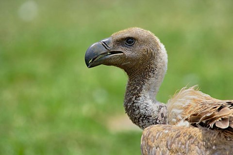Framed Ruppell&#39;s Vulture, Serengeti National Park, Tanzania Print