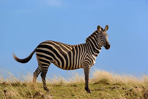 Framed Single Burchell&#39;s Zebra, Masai Mara Game Reserve, Kenya Print