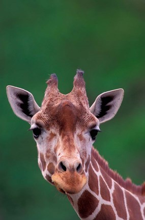 Framed Reticulated Giraffe, Impala Ranch, Kenya Print