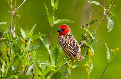 Framed Red-headed Quelea, Serengeti National Park, Tanzania Print