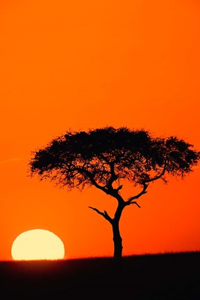 Framed Single Acacia tree at sunrise, Masai Mara, Kenya Print