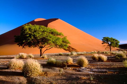 Framed Trees with Sossosvlei Dunes, Namib-Naukluff Park, Namibia Print