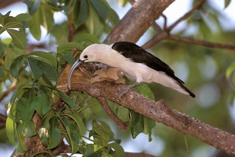 Framed Sickle-billed Vanga, Katsepy, Madagascar Print