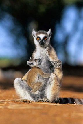 Framed Ring-tailed Lemur primate, Berenty Reserve, Madagascar Print