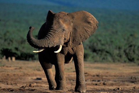 Framed South Africa, Addo Elephant NP, Angry Bull Elephant Print