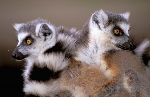 Framed Ring-tailed Lemurs, Berenty Private Reserve, Madagascar Print