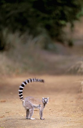 Framed Ring-tailed Lemur, Berenty Reserve, Madagascar Print