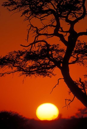 Framed Silhouetted Tree Branches, Kalahari Desert, Kgalagadi Transfrontier Park, South Africa Print
