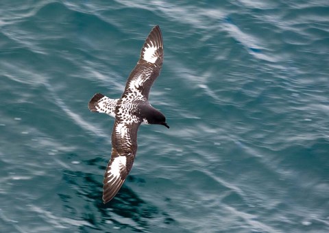 Framed Sea Bird of Cape Petrel, Antarctica Print