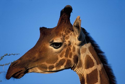 Framed Reticulated Giraffe, Kenya Print