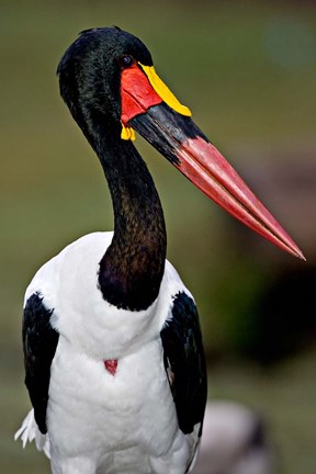 Framed Saddle-Billed Stork Portrait, Tanzania Print