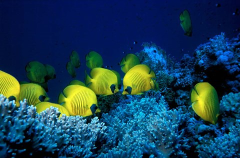 Framed School of Masked Butterflyfish, Red Sea, Egypt Print