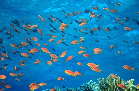 Framed Scalefin Anthias, Elphinstone Reef, Red Sea, Egypt Print