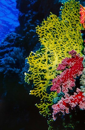 Framed Corals at Abu Basala, Red Sea, Egypt Print