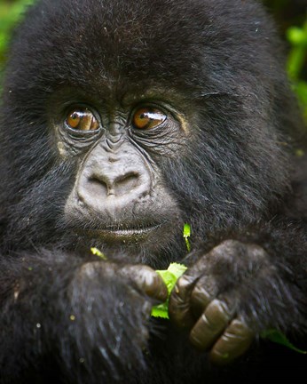 Framed Rwanda, Volcanoes NP, Close up of a Mountain Gorilla Print