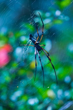 Framed Seychelles, Praslin, Vallee de Mai NP, Palm Spider Print