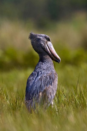 Framed Shoebill bird hunting in wetlands, Uganda, East Africa Print