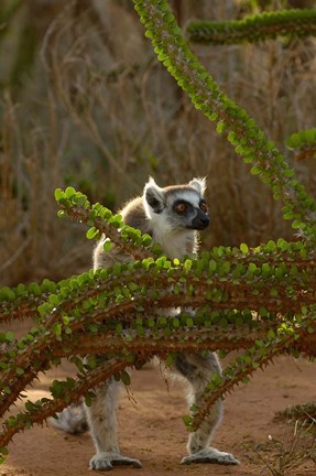 Framed Ring-tailed lemur wildlife, Berenty Reserve, MADAGASCAR Print