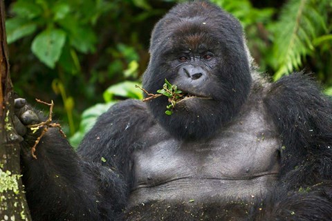 Framed Mountain Gorilla Chewing Leaves, Rwanda Print