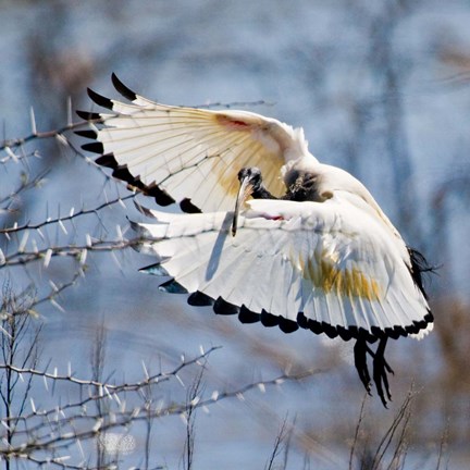 Framed Sacred Ibis bird, Northern Cape, South Africa Print