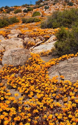 Framed South Namaqualand. Orange wildflower blossoms Print