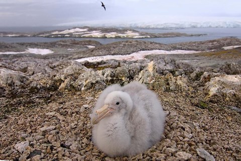 Framed Southern giant petrel bird, Antarctic Peninsula Print