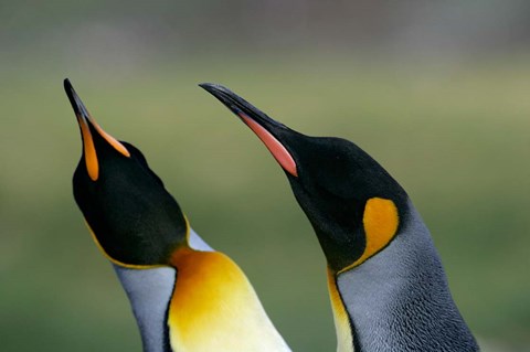 Framed South Georgia Island, Gold Bay, King penguins Print