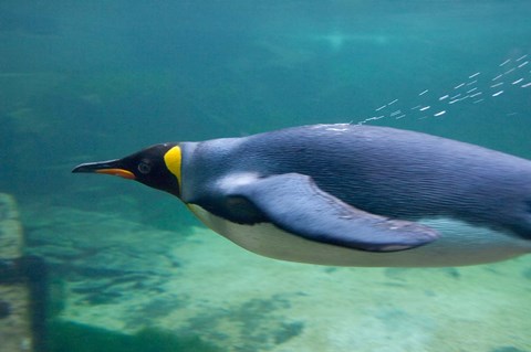 Framed South Africa, Cape Town, Aquarium King penguin Print