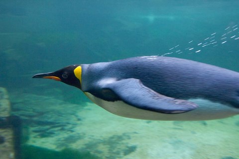 Framed South Africa, Cape Town, Aquarium King penguin Print