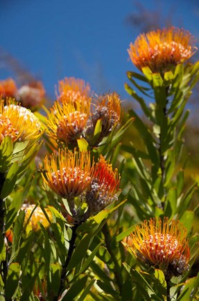Framed South Africa, Cape Town, Orange pincushion flowers Print