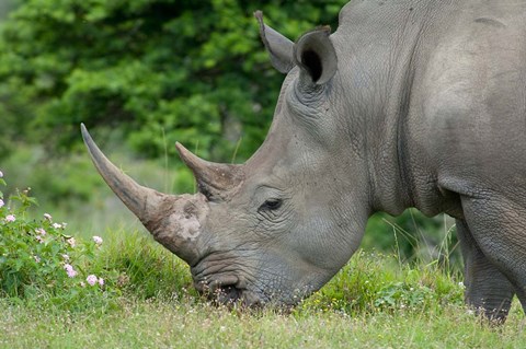 Framed South Africa, Game Reserve, African White Rhino Print