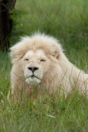 Framed South Africa, Inkwenkwezi Private GR, lion Print