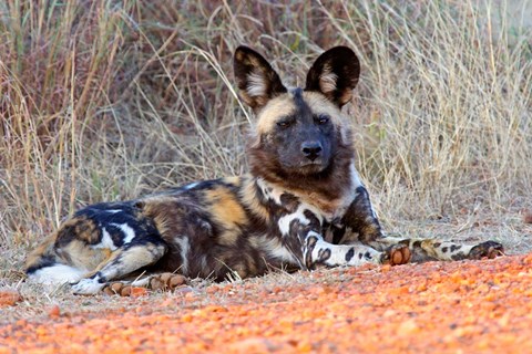 Framed South Africa, Madikwe Game Reserve, African Wild Dog Print