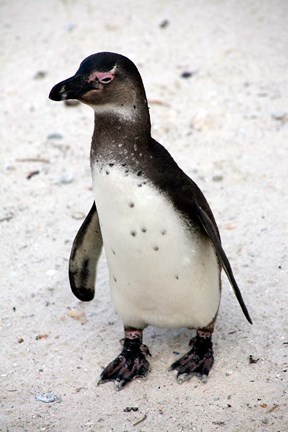 Framed African Penguin Print