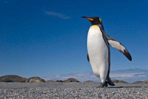 Framed Strutting King penguin Print